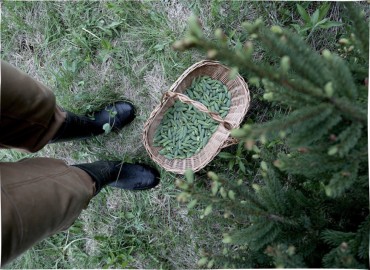 Siropul de brad - cum îl folosim în sezonul rece?